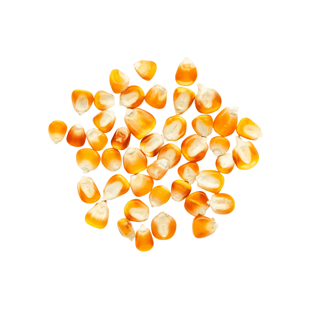 Tuxpeño Amarillo