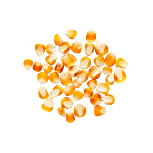 Yellow Tuxpeño (Wholesale) | #3 of #3