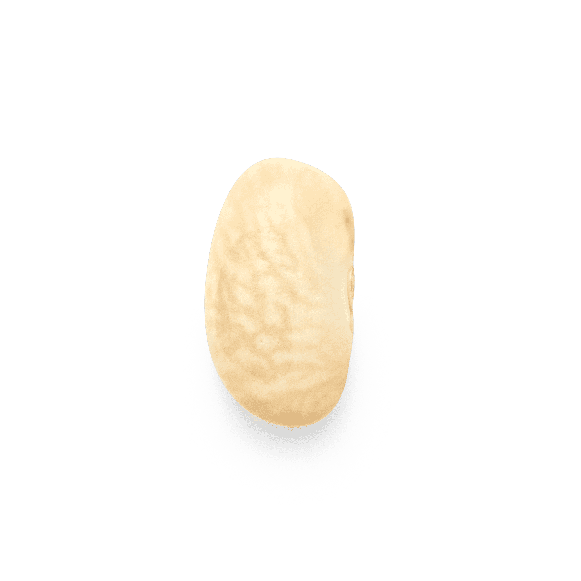 Heirloom Chivo Blanco | Masienda White Beans from Mexico