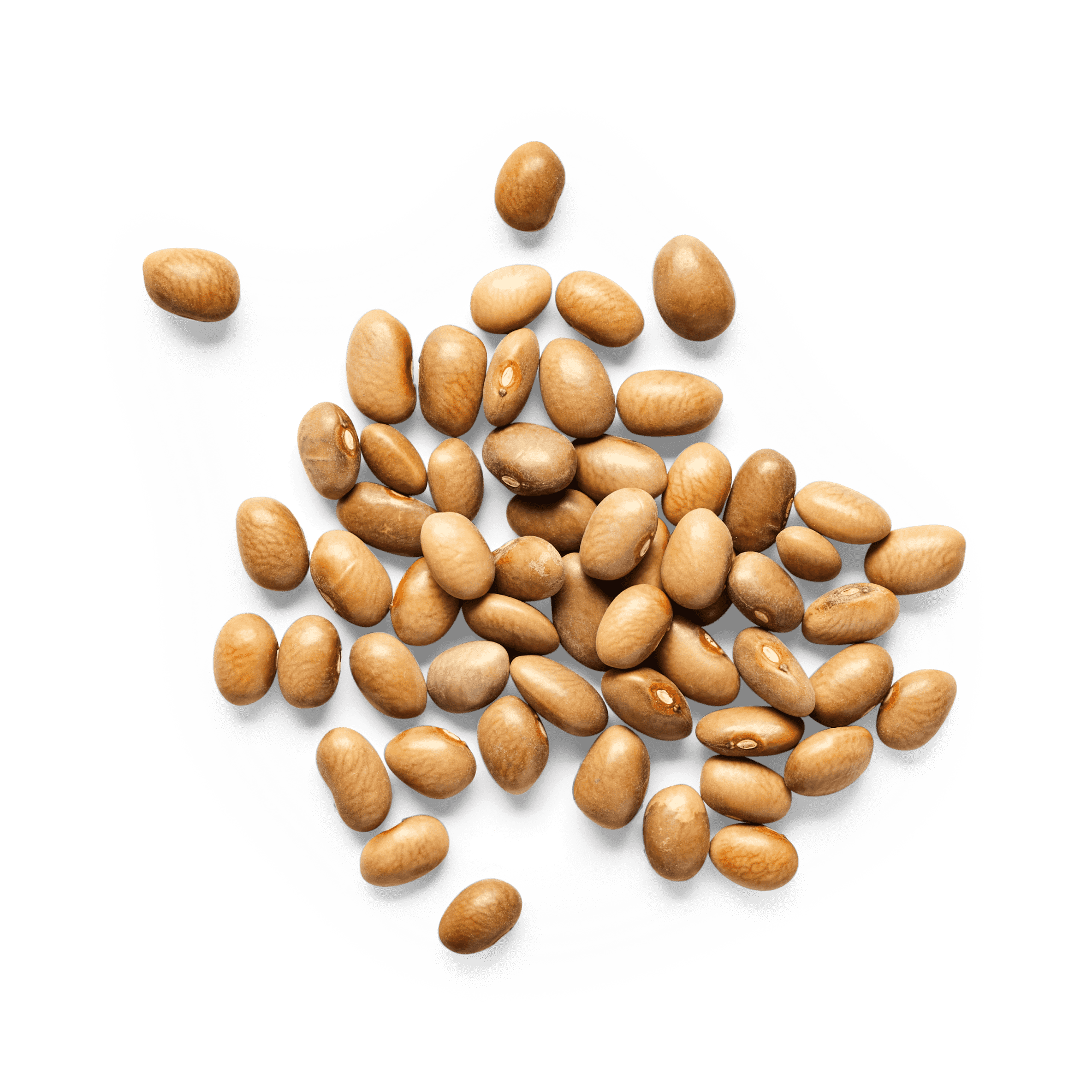 Heirloom Bayo Beans | Masienda Mexican Beans | 2.2 lb