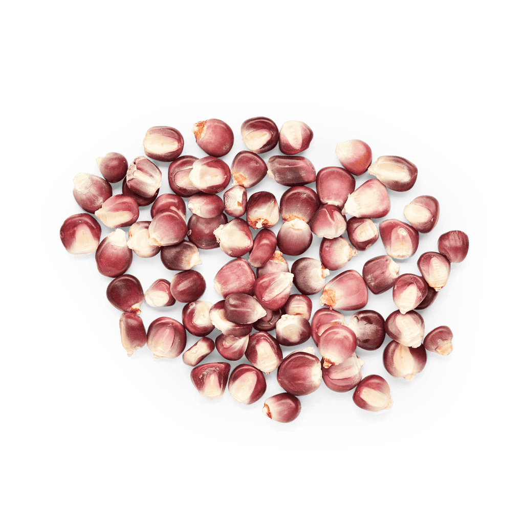 Heirloom Corn | Masienda Wholesale Bolita Belatove | 55 lb