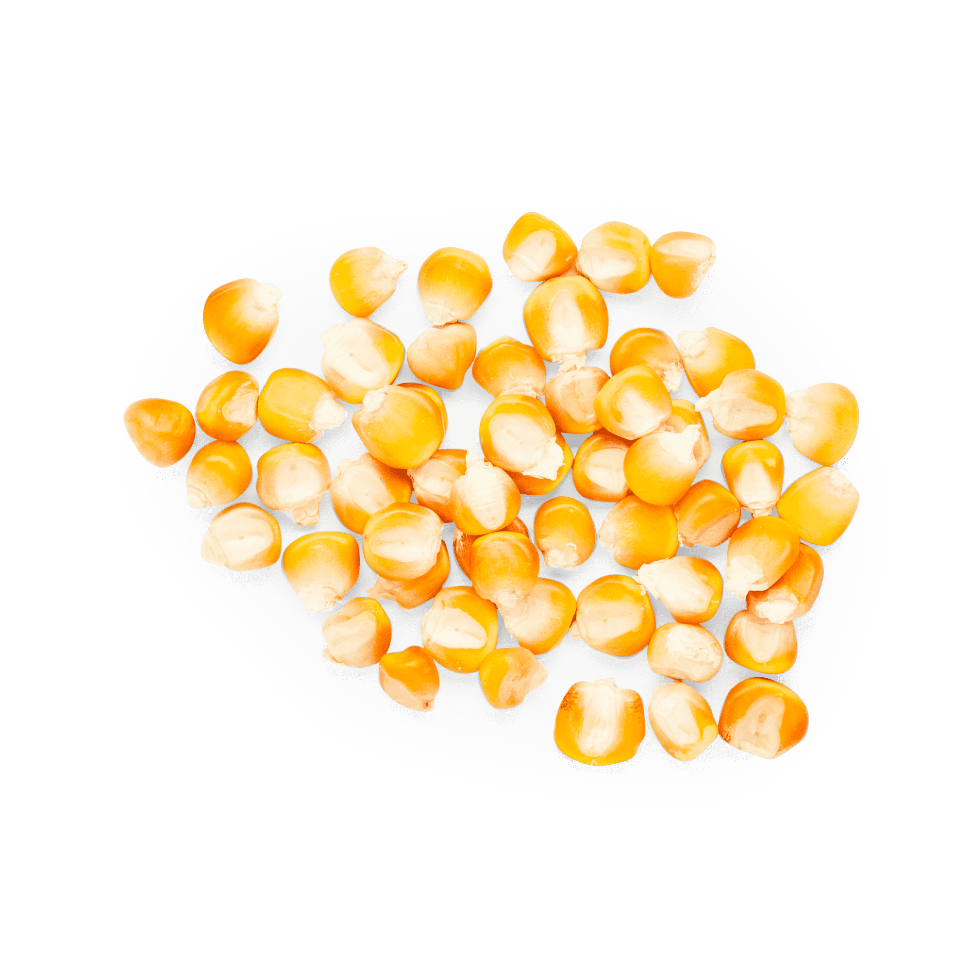 Maíz Nativo | Masienda Yellow Bolita Amarillo | 55 lb