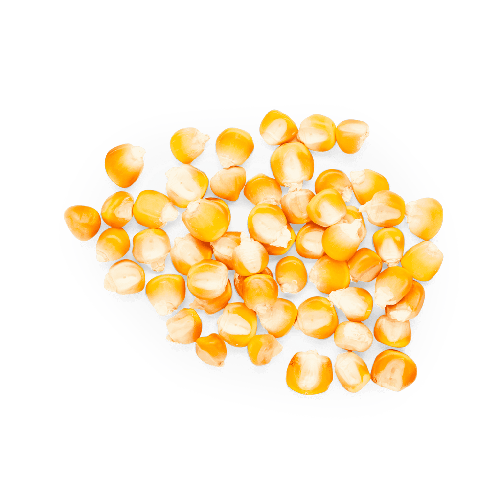 Maíz Nativo | Masienda Yellow Bolita Amarillo | 55 lb