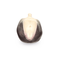 Heirloom Corn | Masienda Wholesale Blue Bolita Azul | 55 lb