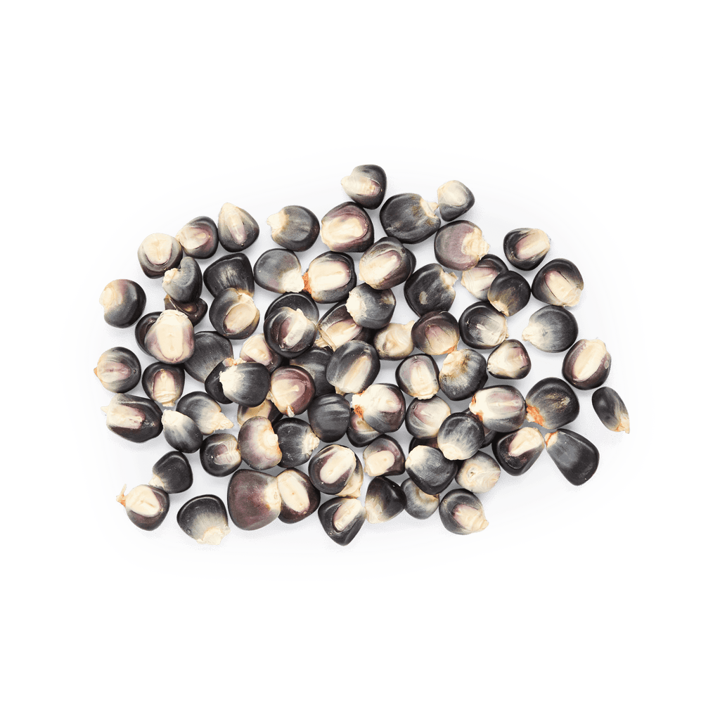 Heirloom Corn | Masienda Wholesale Blue Bolita Azul | 55 lb
