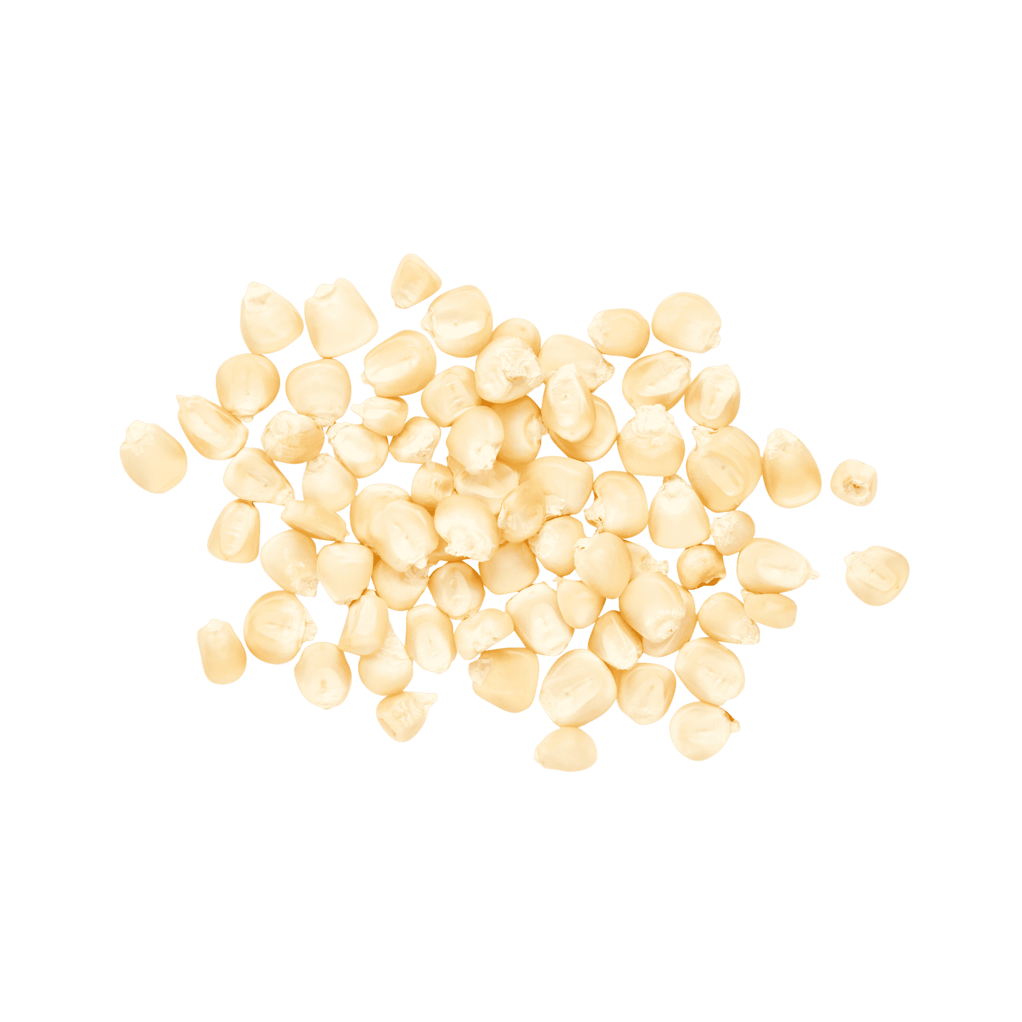 Heirloom Corn | Masienda Wholesale White Bolita | 55 lb