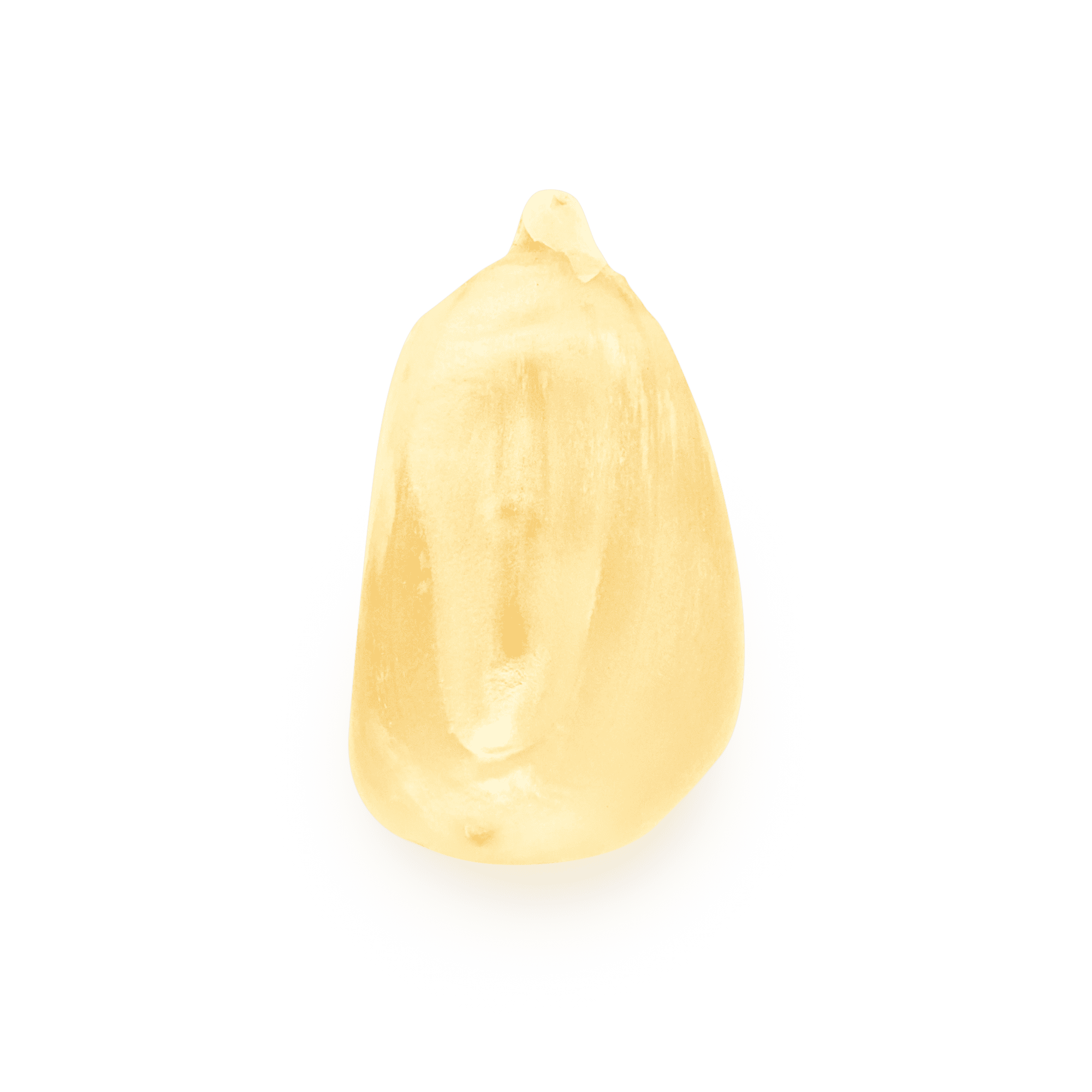 Heirloom Corn | Masienda White Chalqueño from Mexico | 55 lb