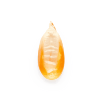 Maíz Nativo | Masienda Wholesale Yellow Olotillo | 55 lb