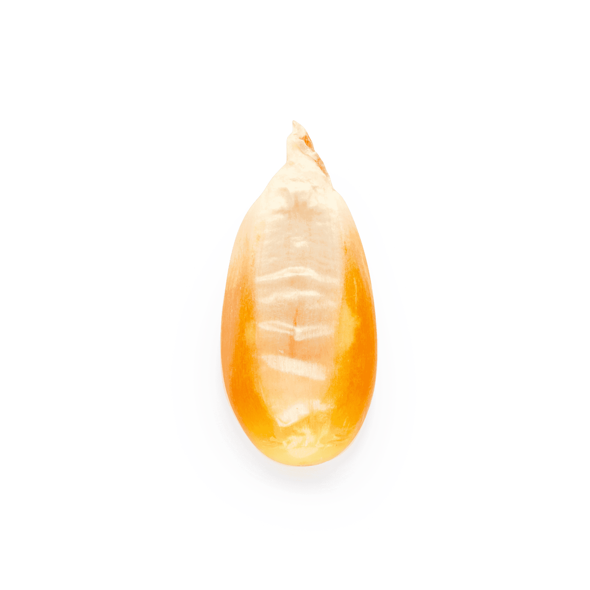 Cónico