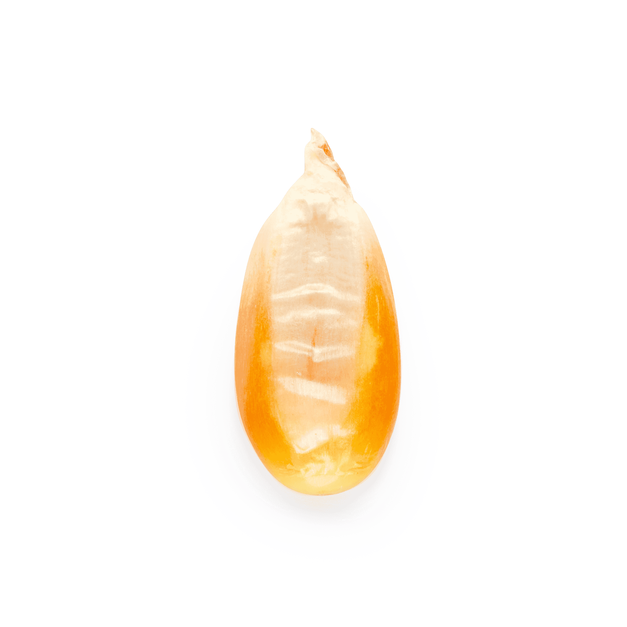 Maíz Nativo | Masienda Wholesale Yellow Olotillo | 55 lb