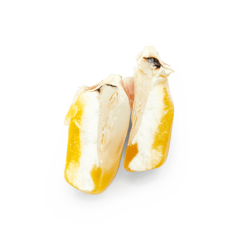 Maíz Nativo | Masienda Wholesale Yellow Olotillo | 55 lb
