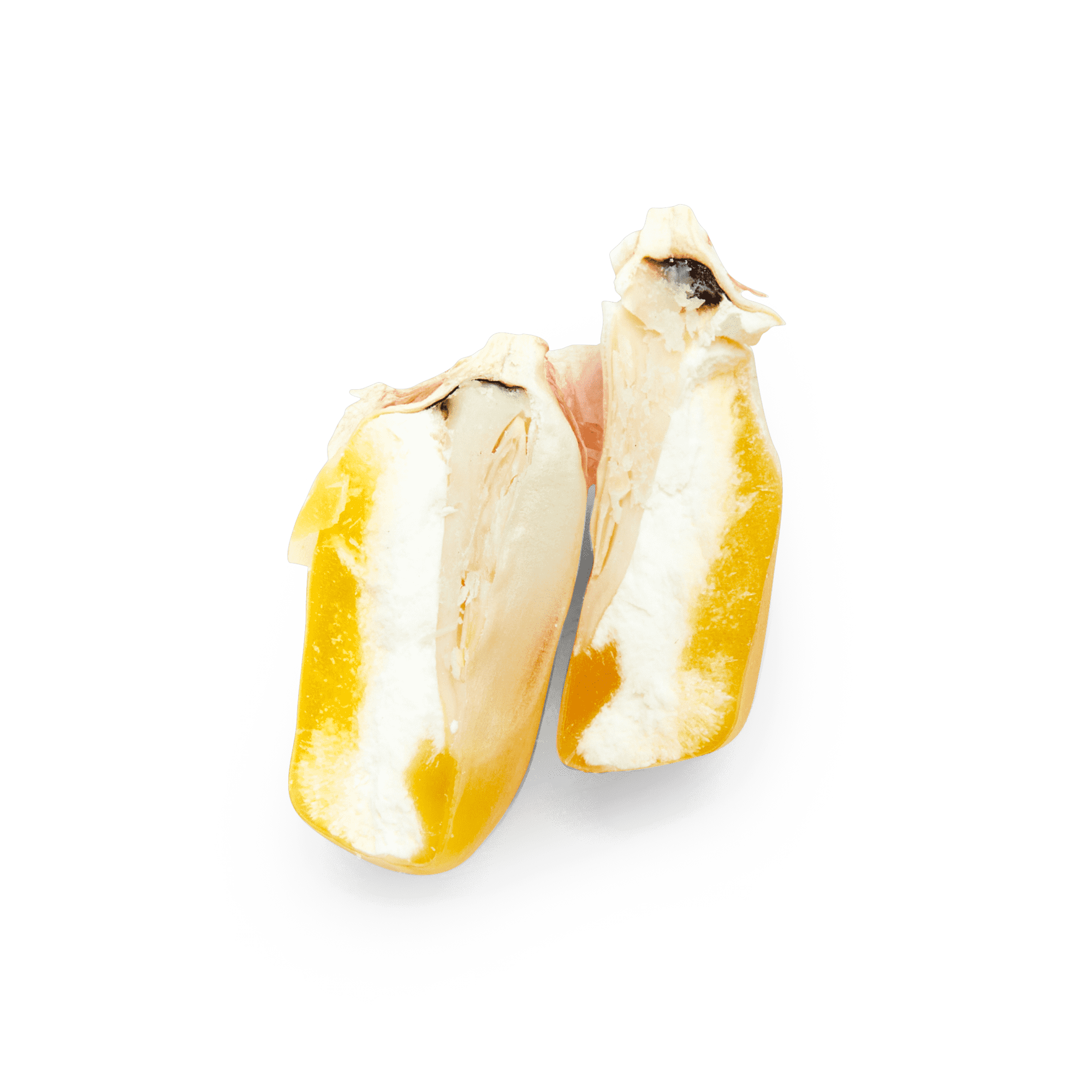 Maíz Nativo | Masienda Wholesale Yellow Olotillo | 55 lb