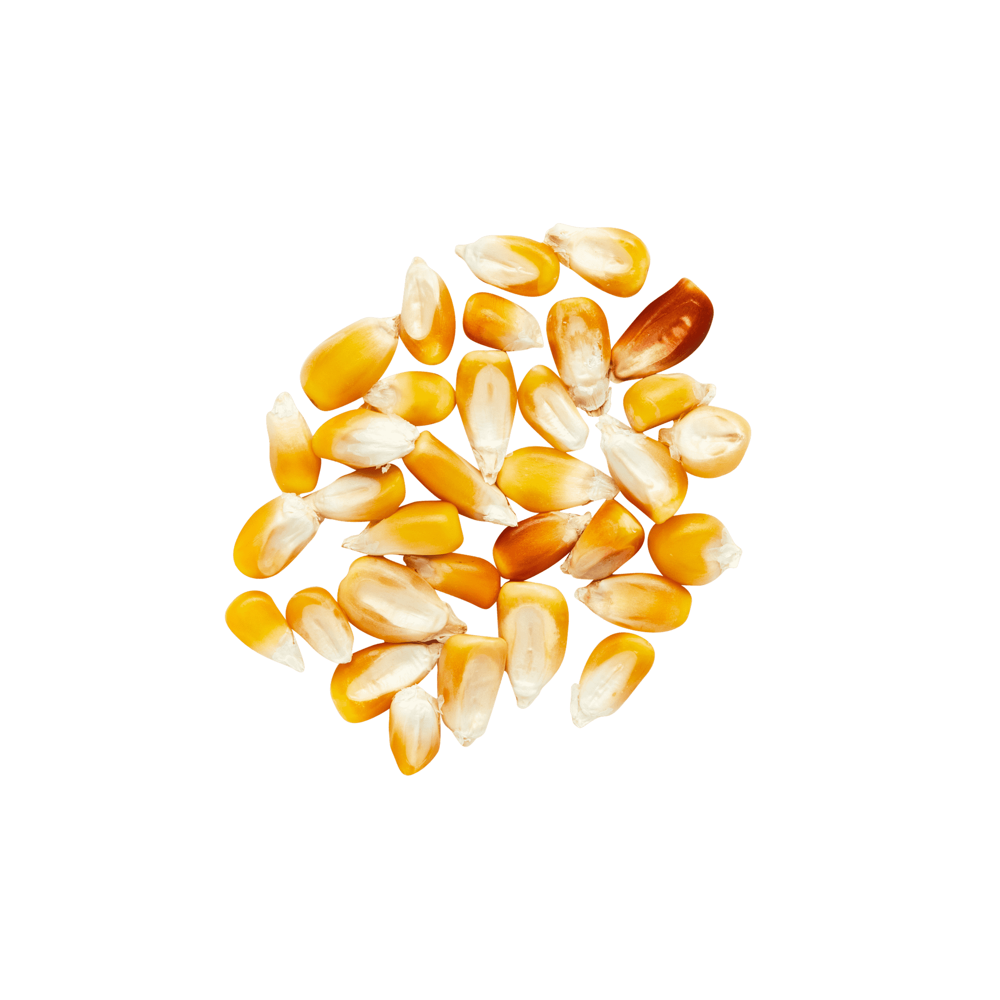 Maíz Nativo | Masienda Wholesale Yellow Olotillo | 55 lb