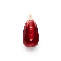 Red Cónico | Masienda Maíz Nativo de México - 55 lb
