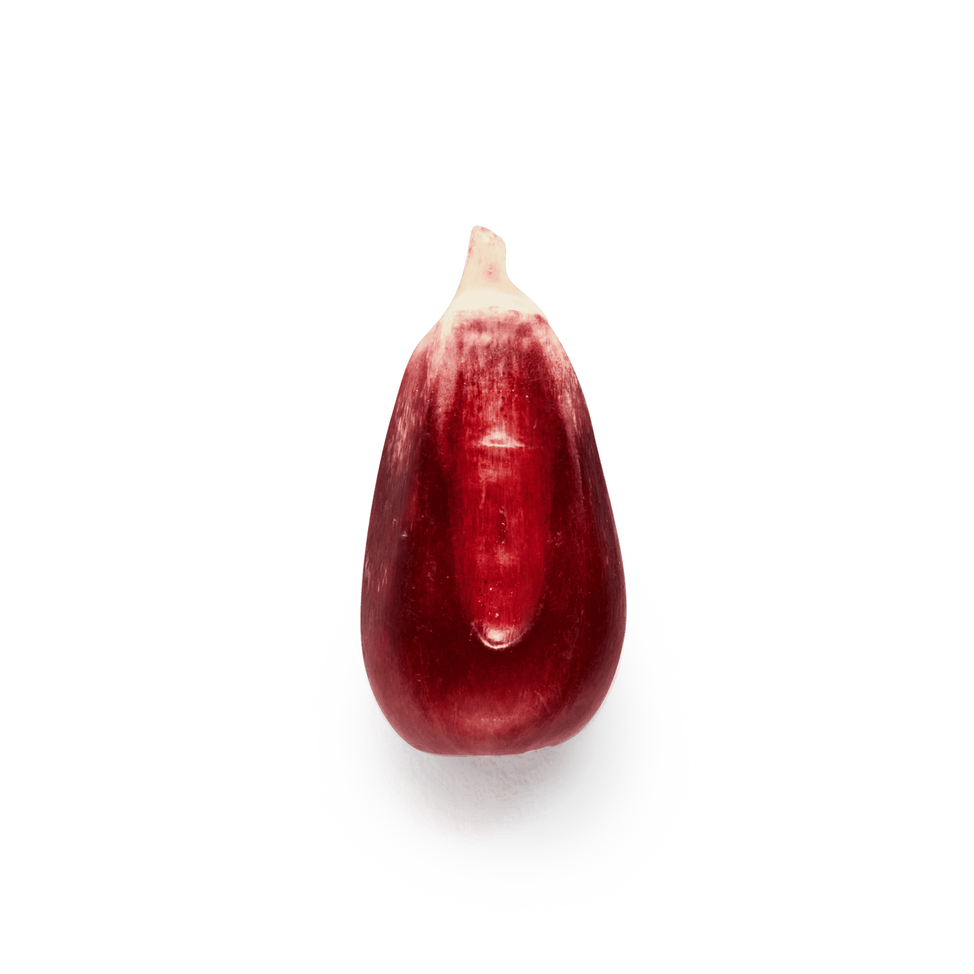 Red Cónico | Masienda Heirloom Corn from Mexico - 55 lb