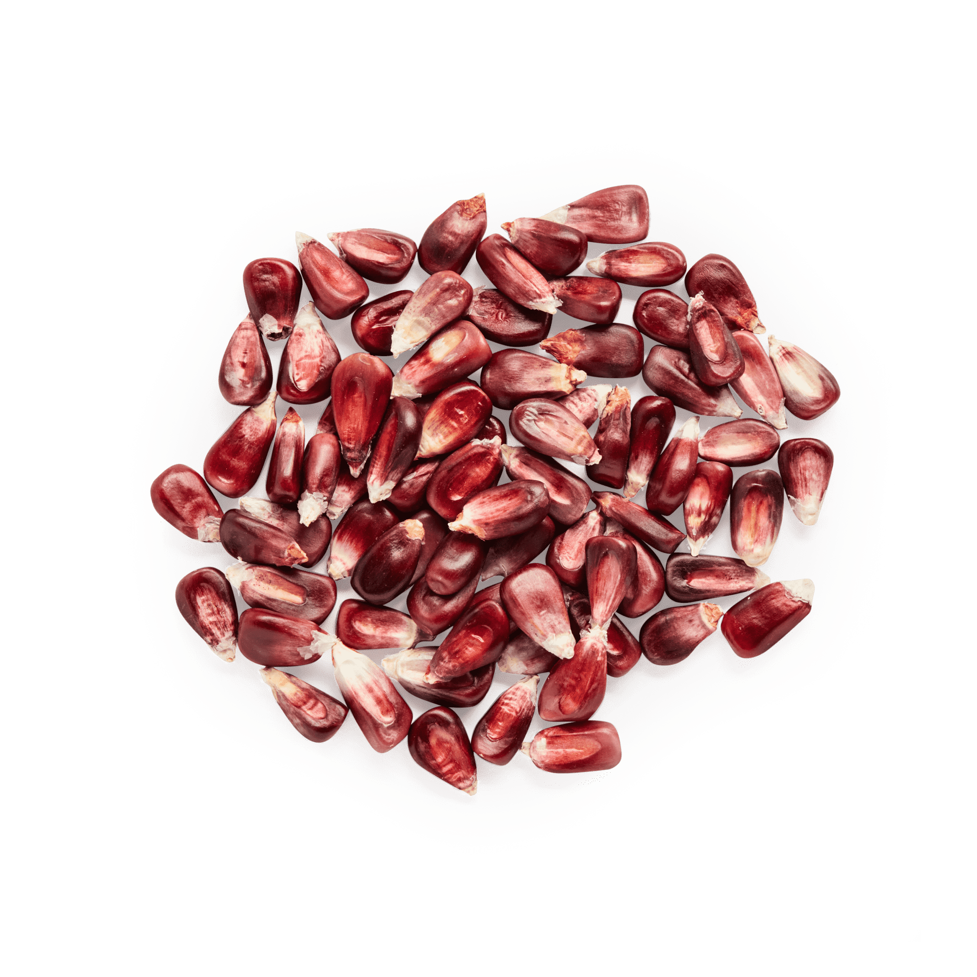Red Cónico | Masienda Maíz Nativo de México - 55 lb