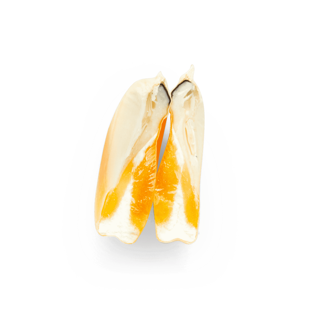 Heirloom Corn | Masienda Wholesale Yellow Olotillo | 55 lb