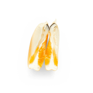 Yellow Olotillo (Wholesale)