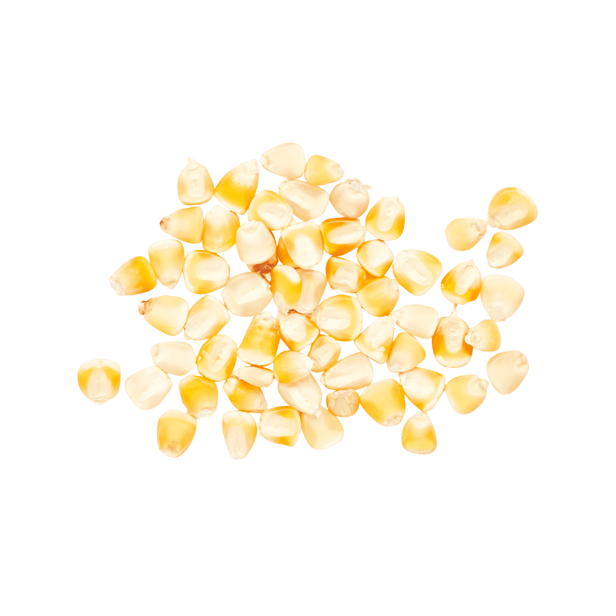 Heirloom Corn | Masienda Wholesale Yellow Olotillo | 55 lb
