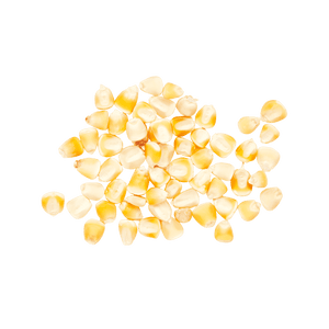 Yellow Olotillo (Wholesale)