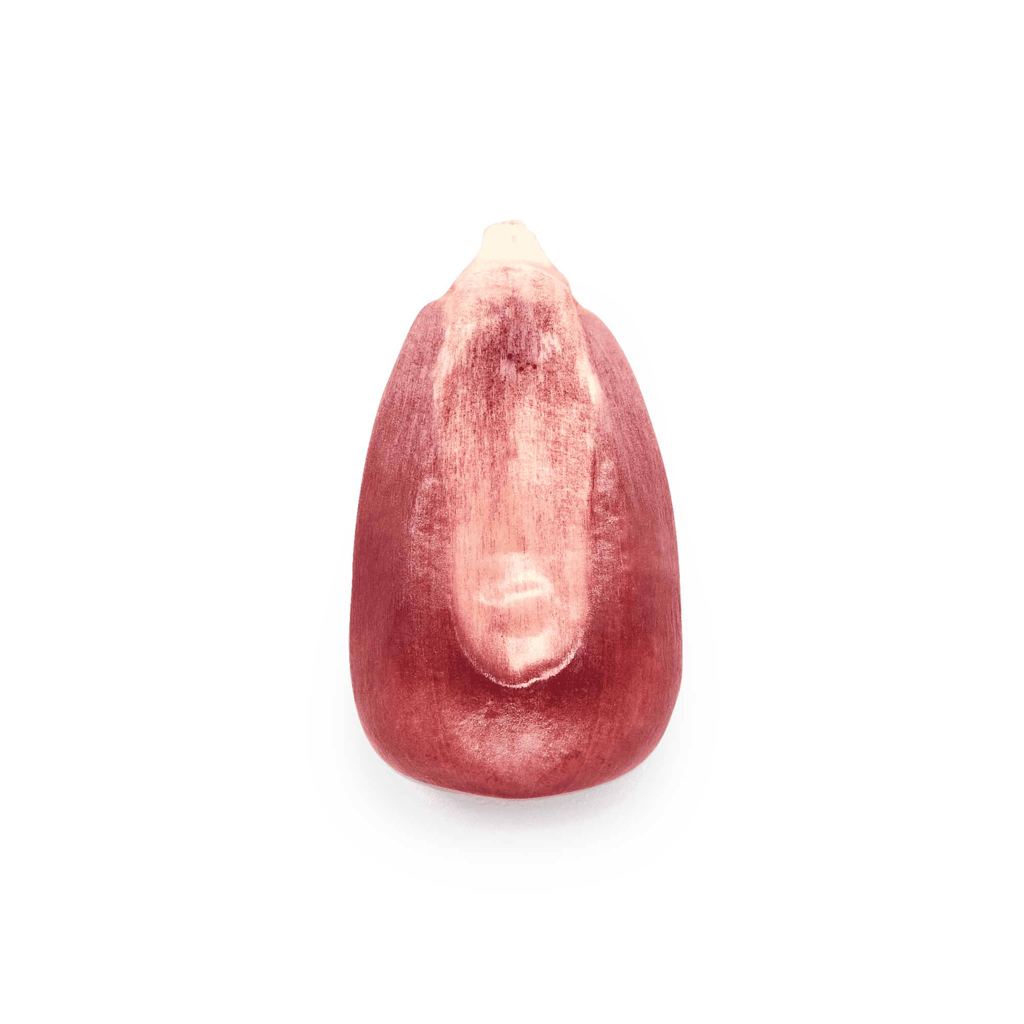 Heirloom Corn | Masienda Pink Xocoyul from Mexico | #1 of #4