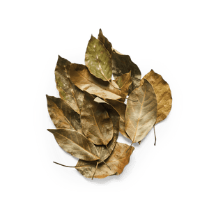 hojas de aguacate