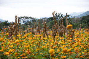 Campo de maíz y caléndulas en Oaxaca, crédito Molly DeCoudreaux