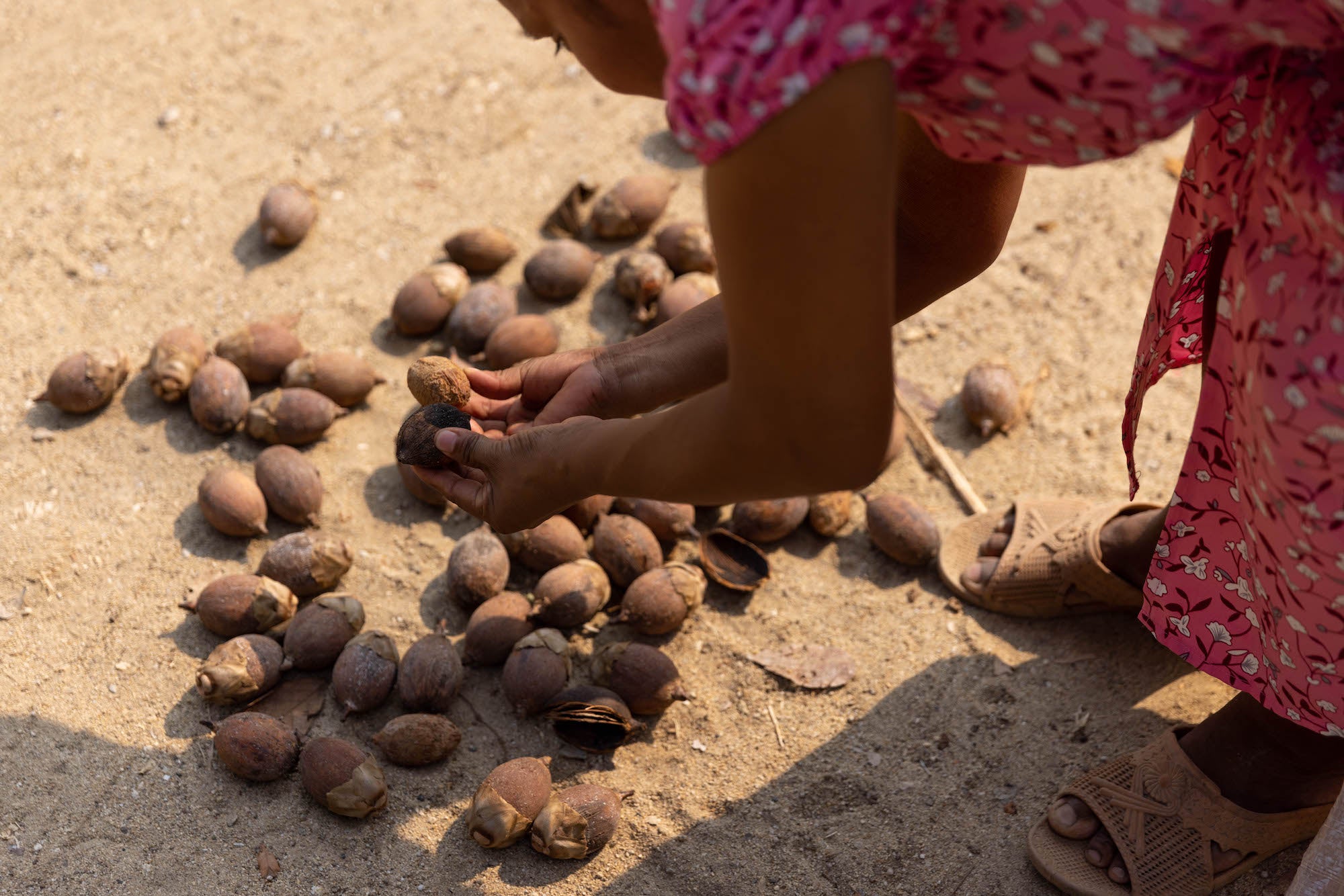 Buscando Corozo (Nuez de Palma) para Tostadas Dulces en Oaxaca