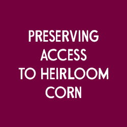 Preservar el acceso al maíz autóctono